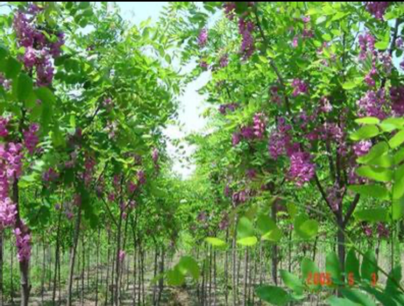 香花槐