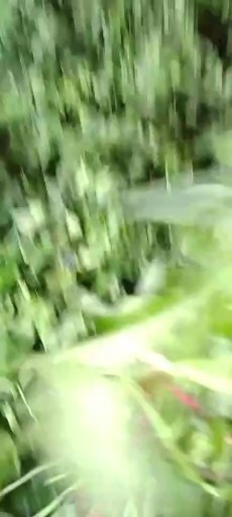 农科院，脱毒一点红红薯苗，冰淇淋红薯苗，大量供应基地直供