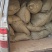 农科院，脱毒一点红红薯苗，冰淇淋红薯苗，大量供应基地直供