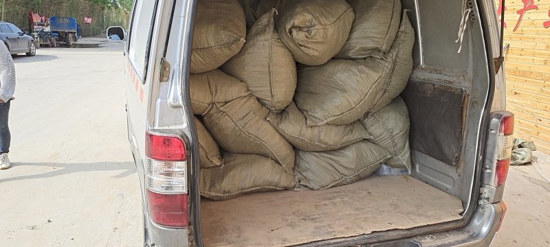 农科院，脱毒一点红红薯苗，冰淇淋红薯苗，大量供应基地直供