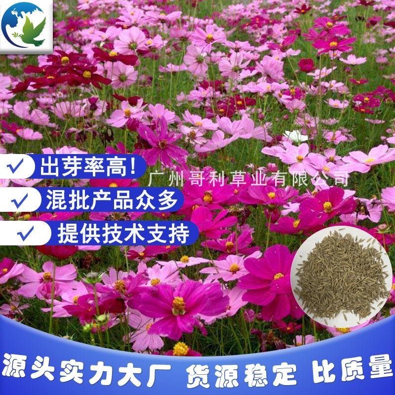 波斯菊花卉种子花草组合花海种子景区散播可混批厂家提供技术