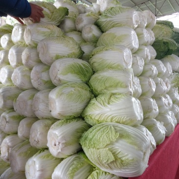 【牛商优选】精品大白菜一手货源地头直发可对接商超量大