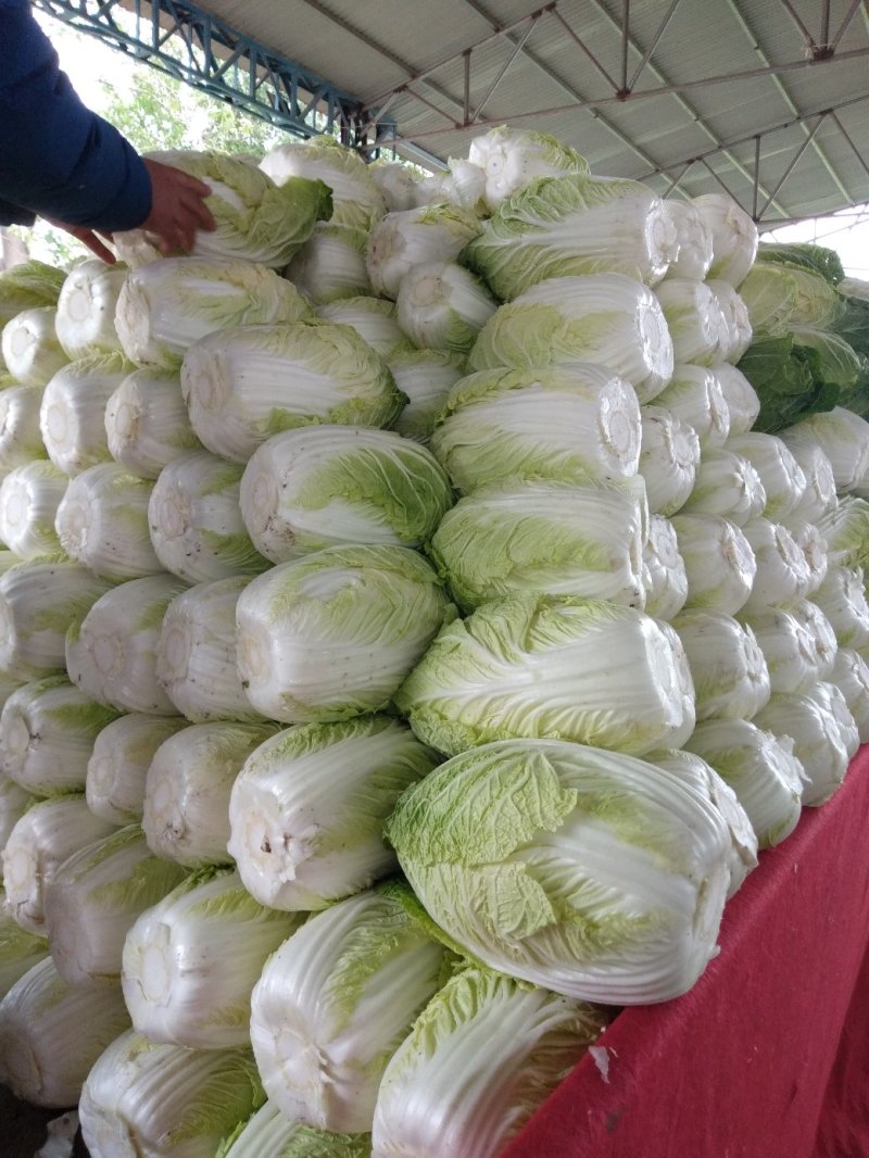【牛商优选】精品大白菜一手货源地头直发可对接商超量大