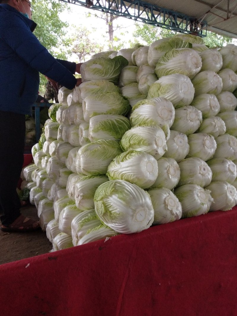 【牛商优选】精品大白菜一手货源地头直发可对接商超量大