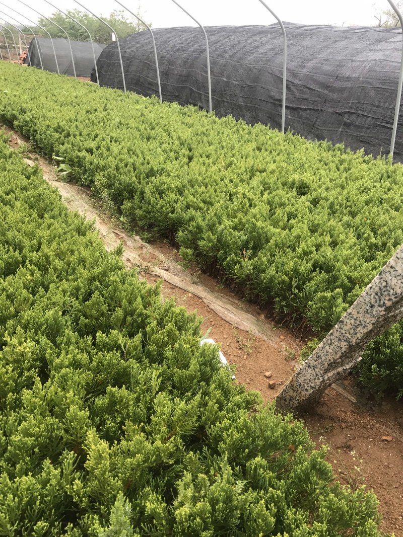 龙柏苗自产自销小龙柏苗嫁接苗床苗已解绑成活率高