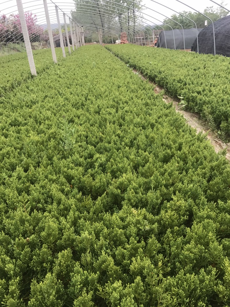 龙柏苗自产自销小龙柏苗嫁接苗床苗已解绑成活率高