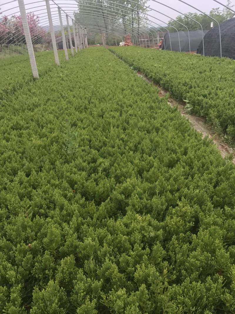 龙柏苗自产自销小龙柏苗嫁接苗床苗已解绑成活率高