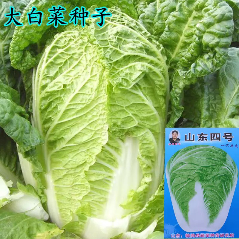 大白菜种子高产品种选育抗病秋季易种大田蔬菜种子包邮