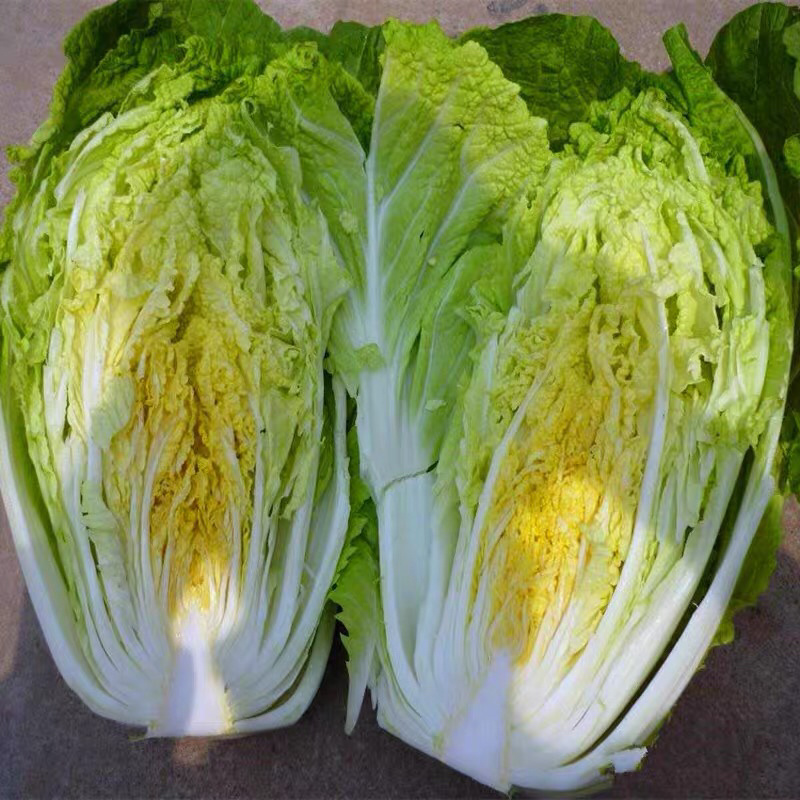 大白菜种子高产品种选育抗病秋季易种大田蔬菜种子包邮