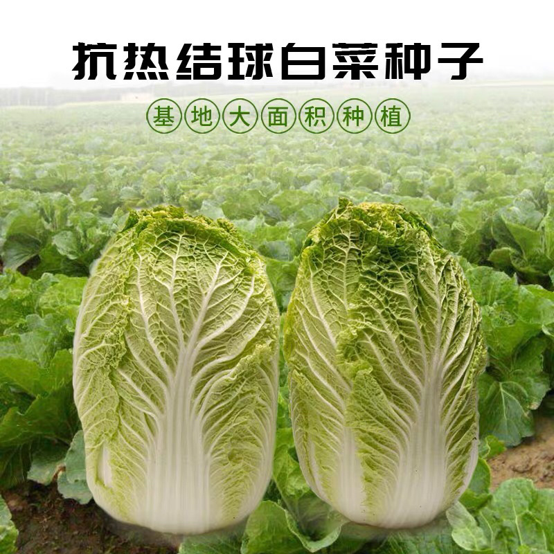 大白菜种子高产品种选育抗病秋季易种大田蔬菜种子包邮