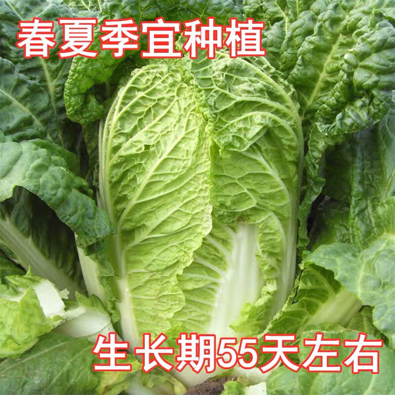 大白菜种子高产品种选育抗病秋季易种大田蔬菜种子包邮