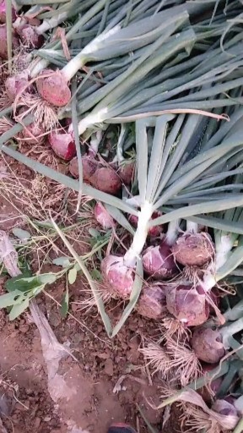 早熟洋葱