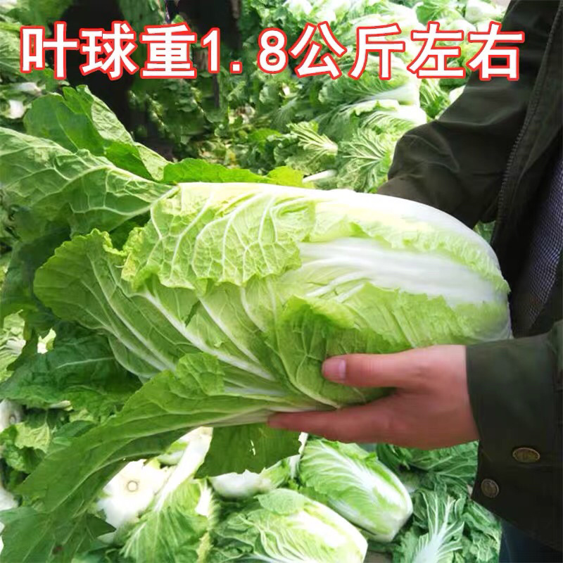 大白菜种子高产品种选育抗病秋季易种大田蔬菜种子包邮
