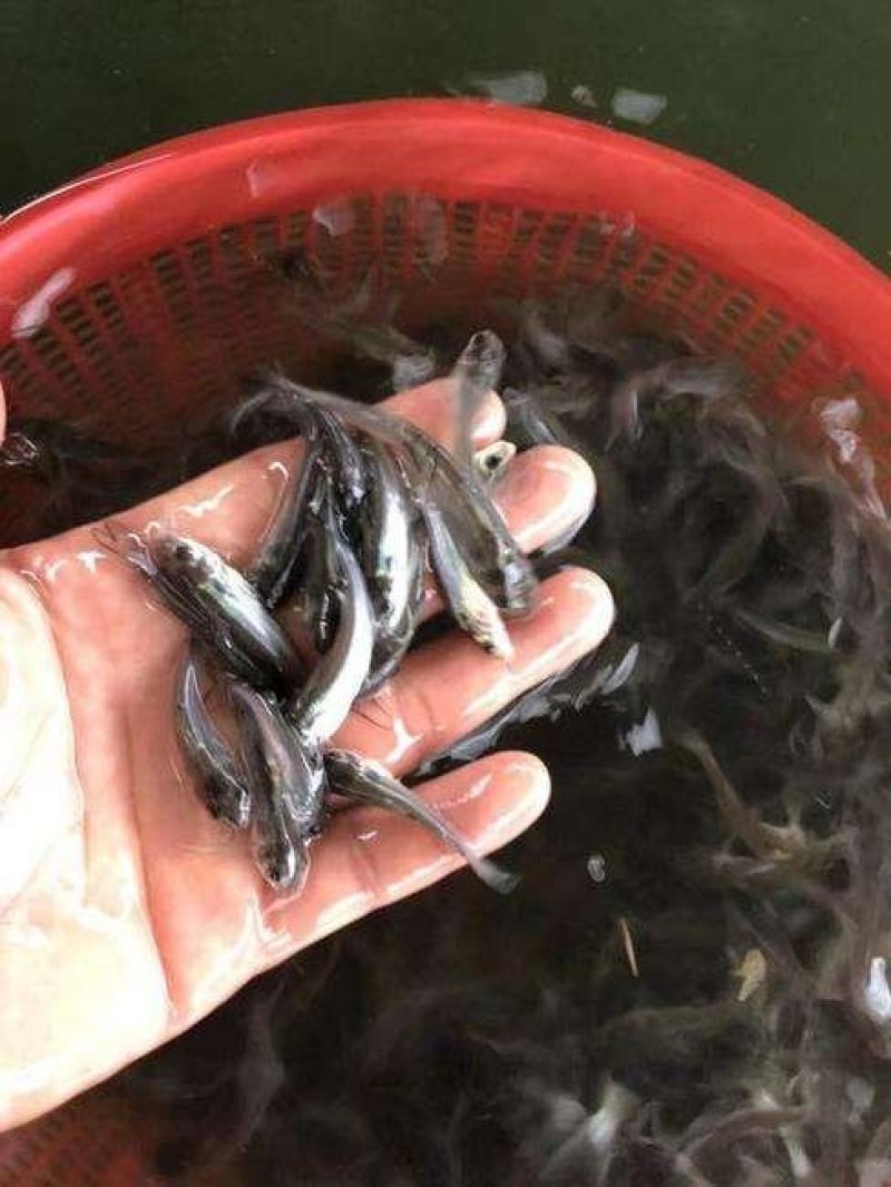 斑点叉尾鮰鱼苗，叉尾鱼苗，可喂料，可喂鸡肠内脏