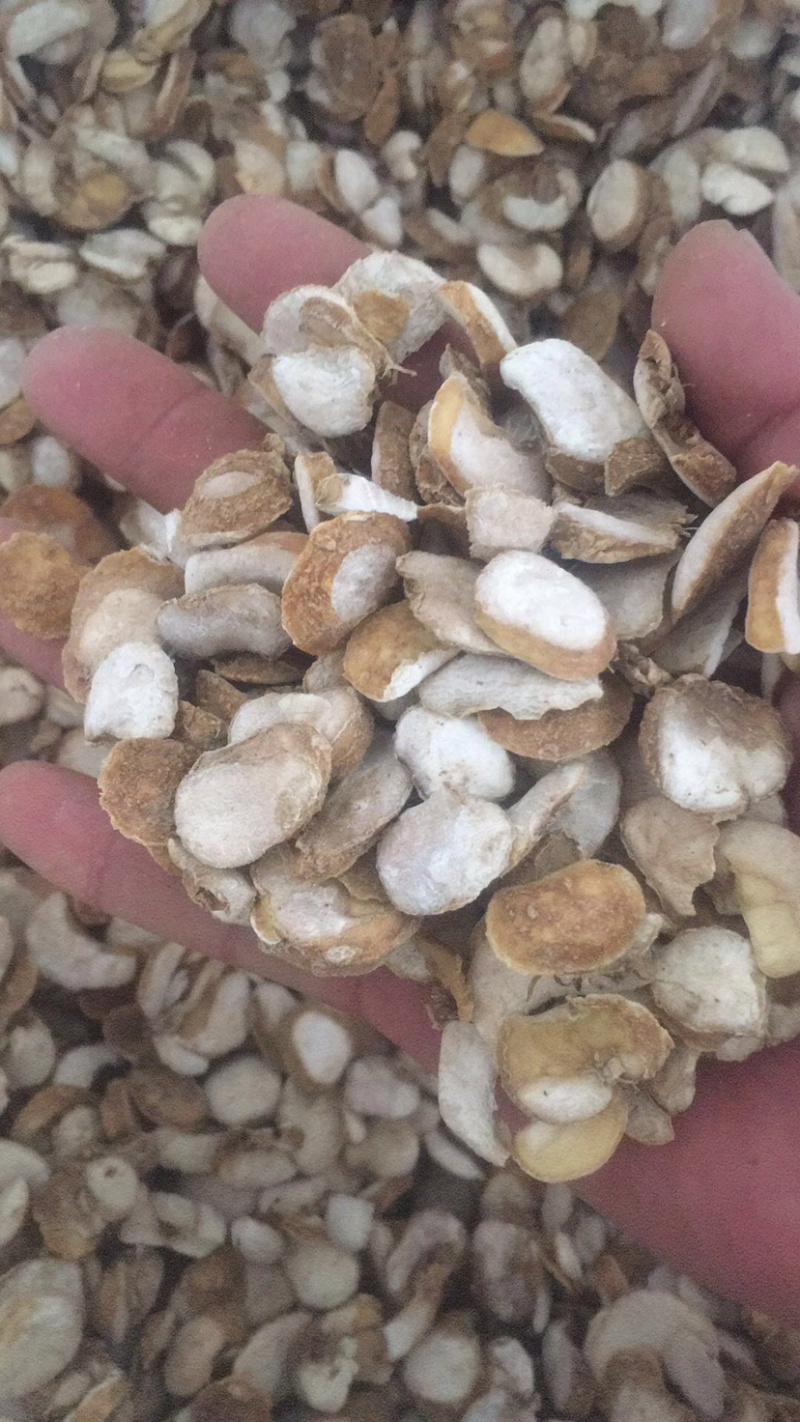 贝母干货切片干货统个鲜货种子