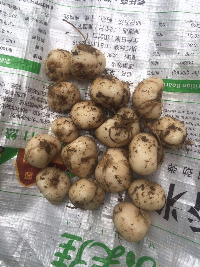 贝母干货切片干货统个鲜货种子