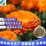 金盏菊种子厂家批发直销试播种花量大花海景观绿化可试种