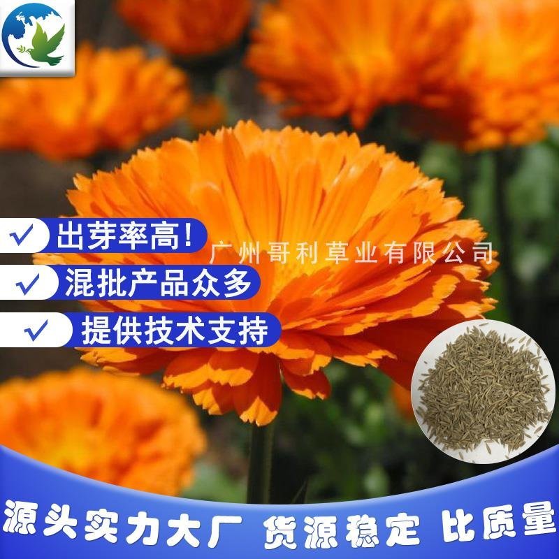 金盏菊种子厂家批发直销试播种花量大花海景观绿化可试种