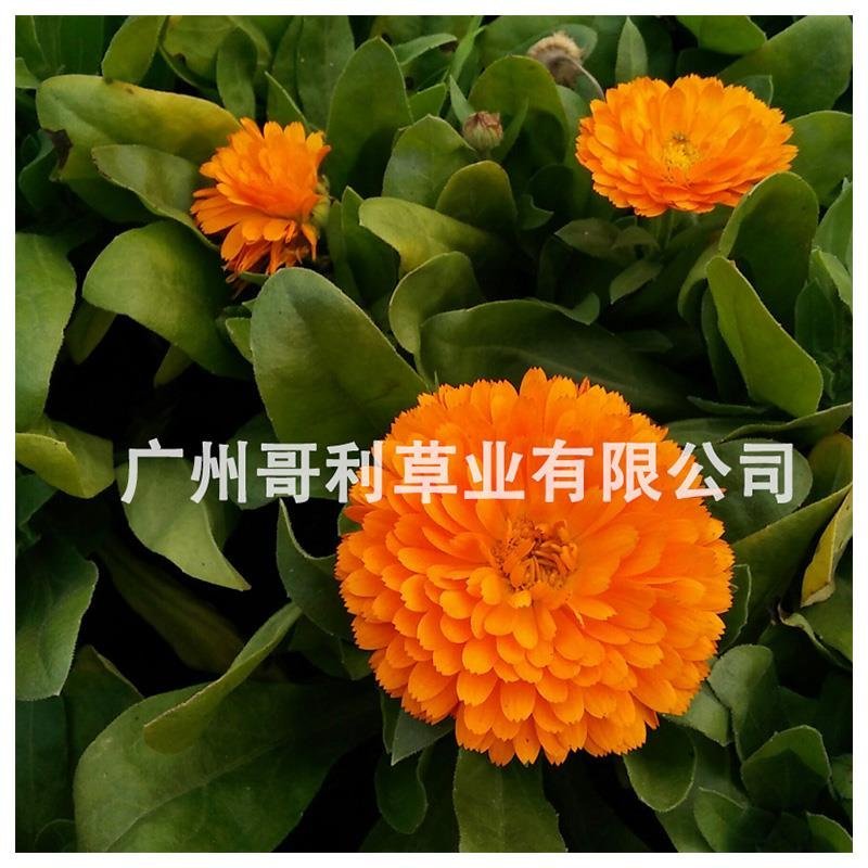 金盏菊种子厂家批发直销试播种花量大花海景观绿化可试种