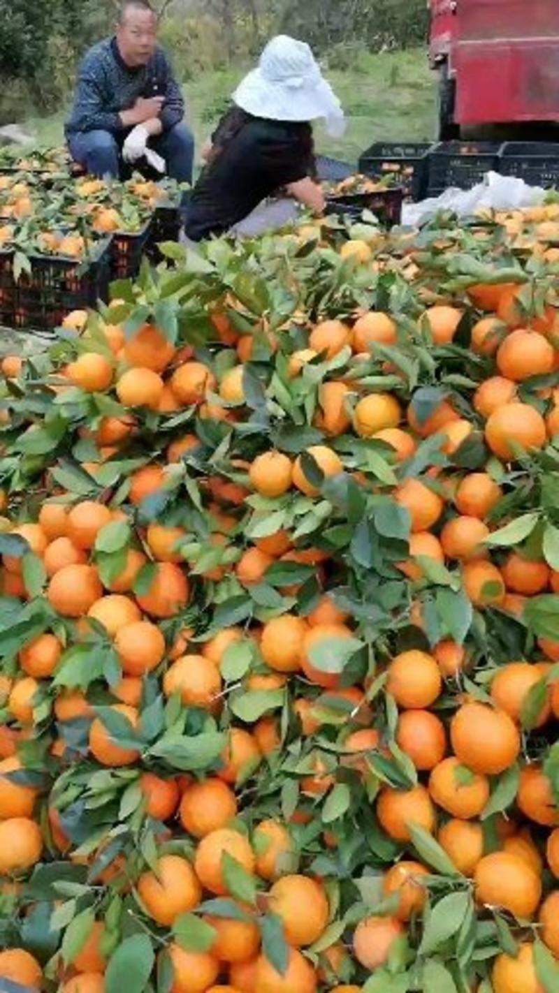 奉节脐橙专业代办：榨水果：高次果：通货果：商品果水分充足