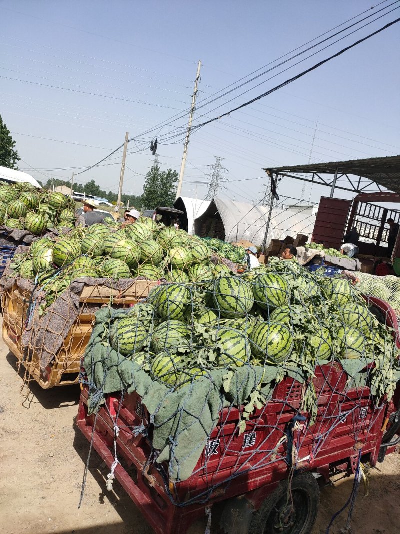 实力推荐，8424精品西瓜，产地直供，质量上乘！