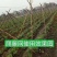 【爬藤网粗六股】黄瓜网苦瓜网丝瓜网植物攀爬种植网农业用网