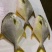 黄金金昌鱼