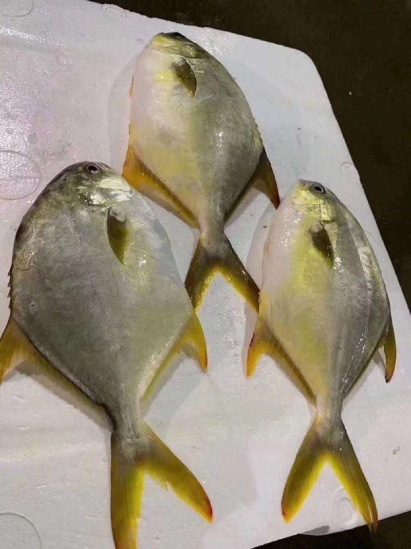 黄金金昌鱼