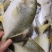 黄金金昌鱼