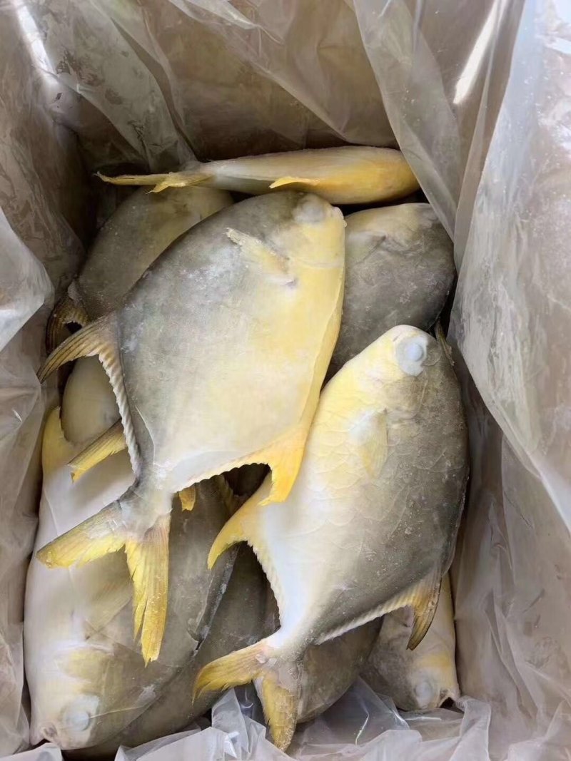 黄金金昌鱼