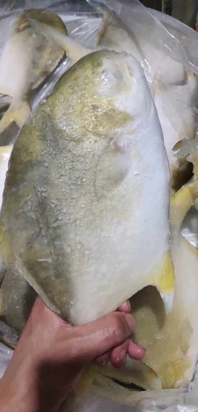 黄金金昌鱼