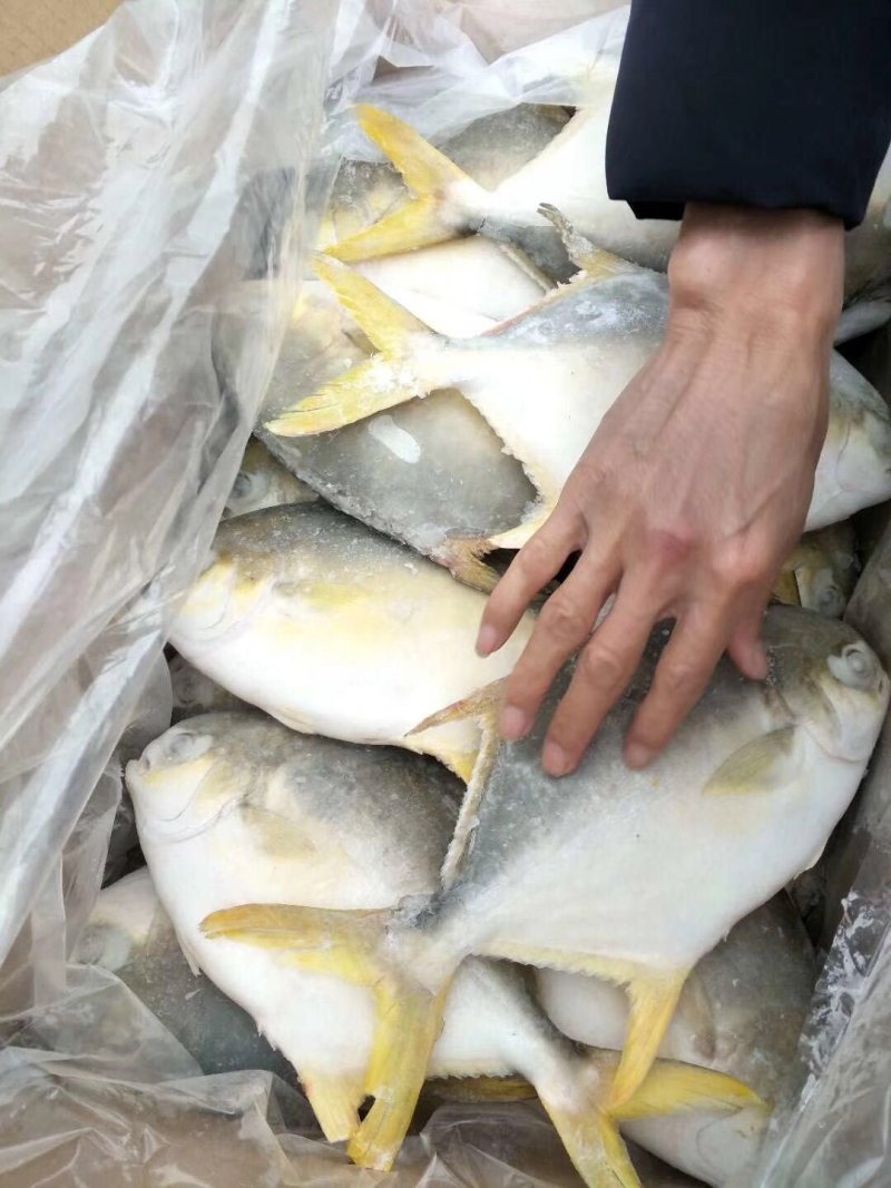 黄金金昌鱼