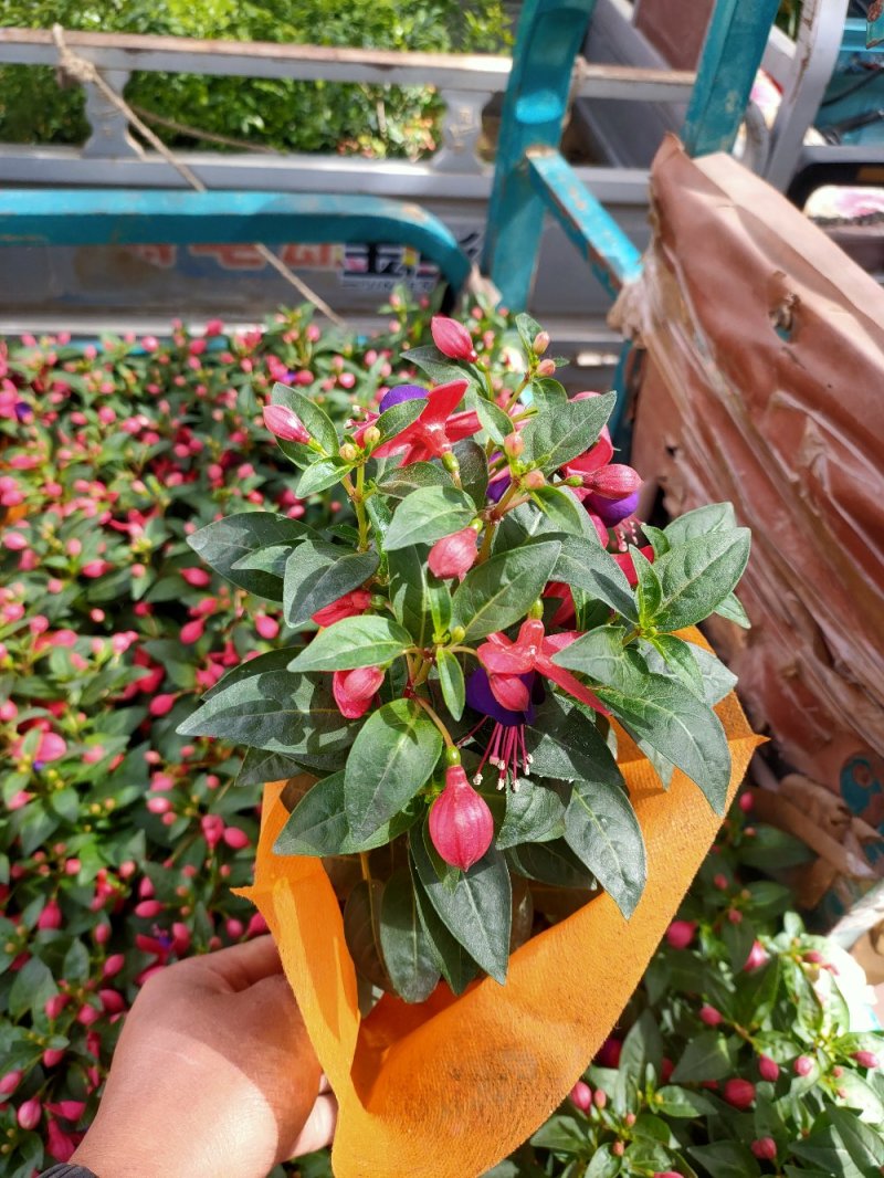 灯笼花，倒挂金钟
