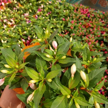 灯笼花，倒挂金钟