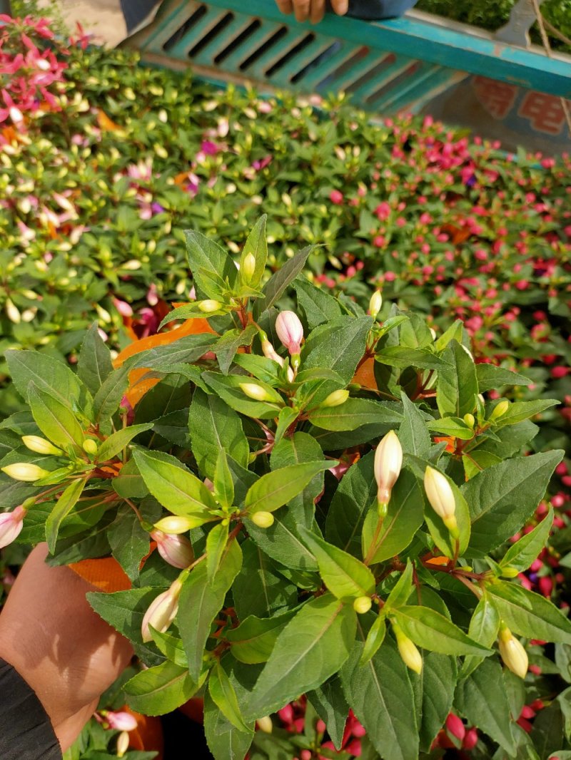 灯笼花，倒挂金钟