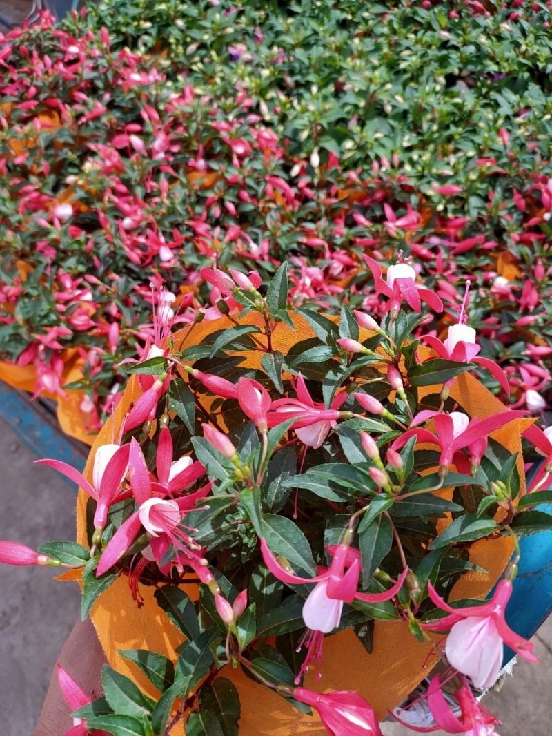 灯笼花，倒挂金钟