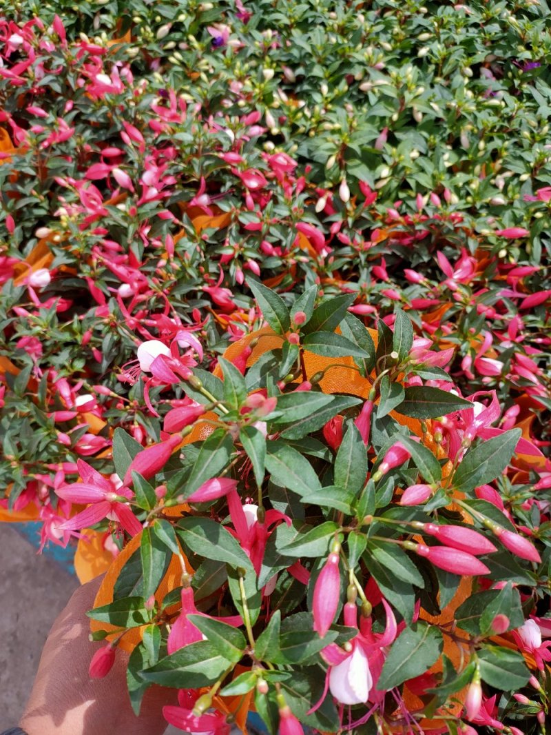 灯笼花，倒挂金钟