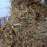 野生本地优质五指毛桃鲜货
