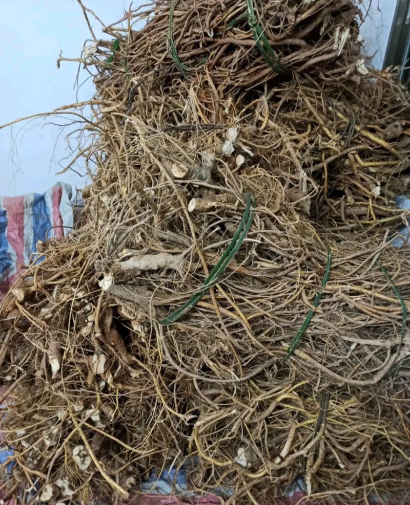 野生本地优质五指毛桃鲜货