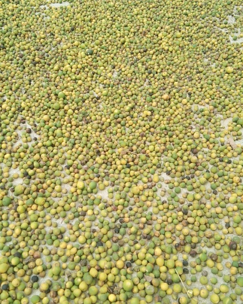 枳实江西赣南小脐橙枳实含量高无硫晒干的小园个枳实
