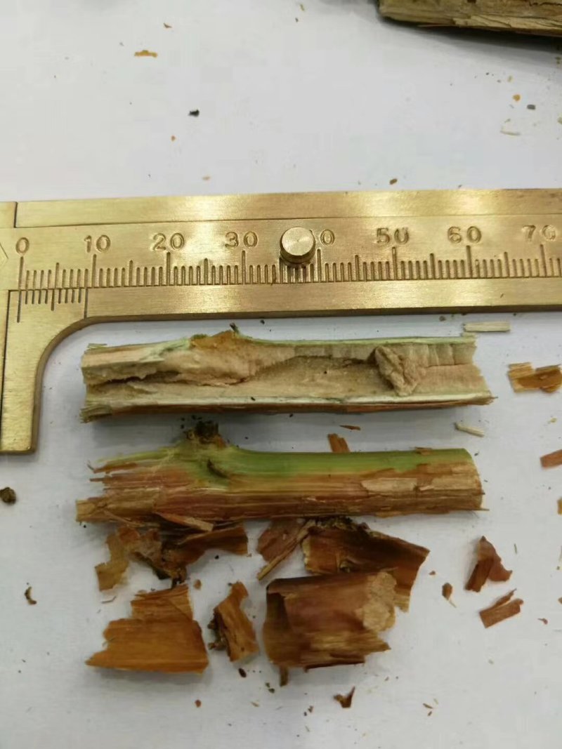 悬钩子悬钩子段实物拍摄各种冷背中药材