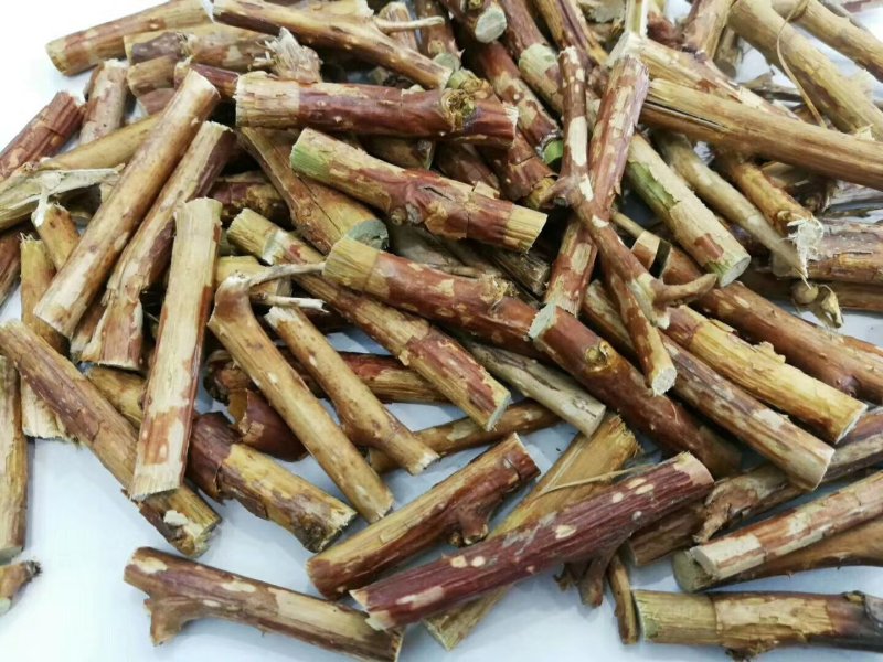 悬钩子悬钩子段实物拍摄各种冷背中药材