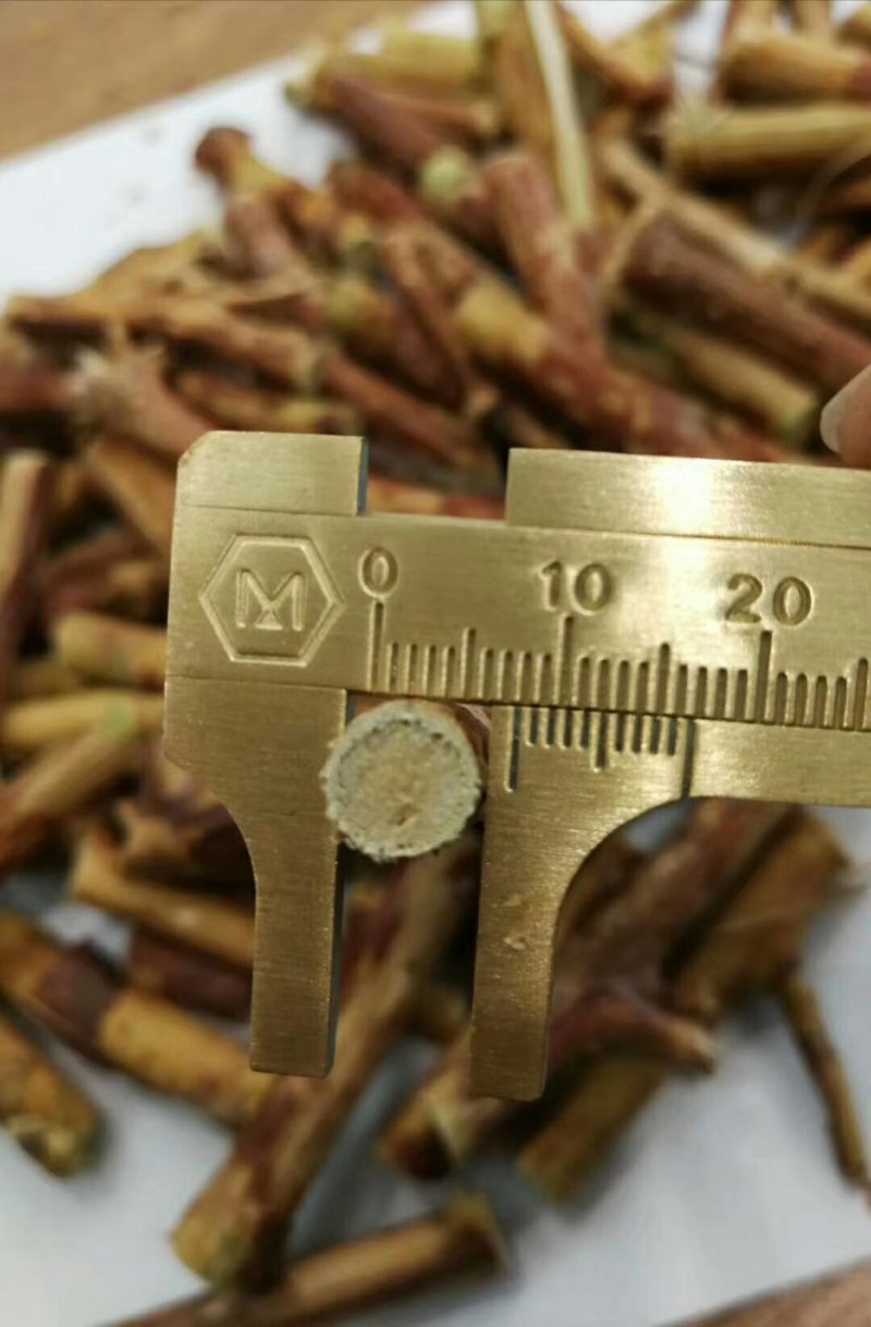 悬钩子悬钩子段实物拍摄各种冷背中药材