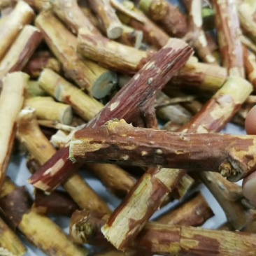 悬钩子悬钩子段实物拍摄各种冷背中药材