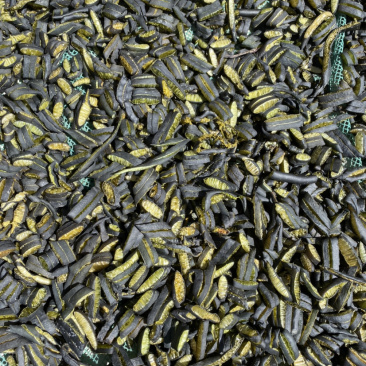 新柜海茸
