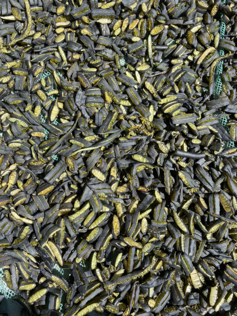 新柜海茸