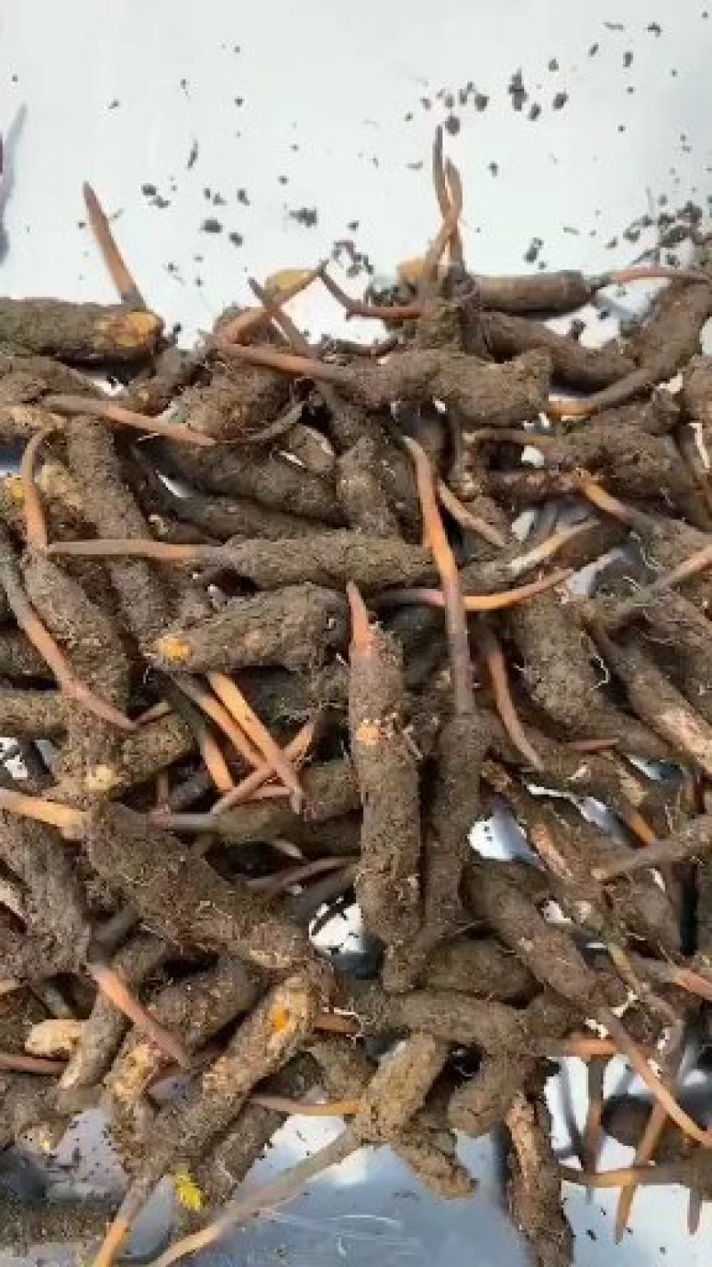 正品虫草产地直发长期供货新鲜采摘优质品质