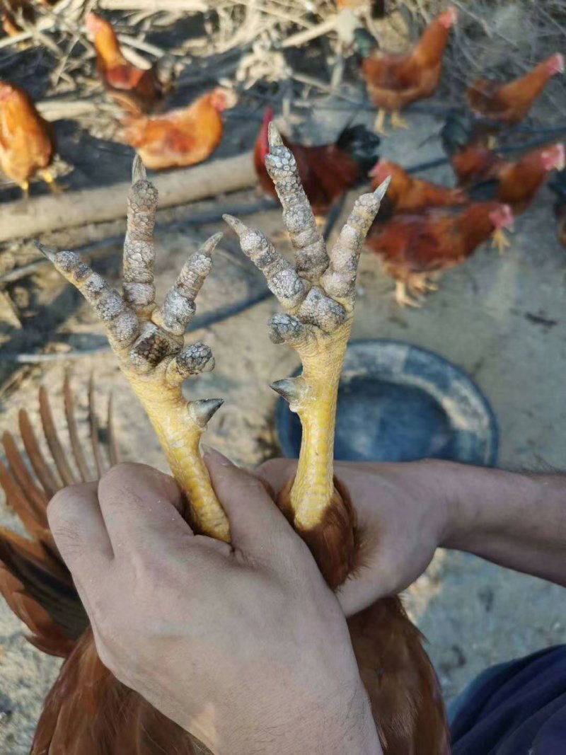 奄鸡