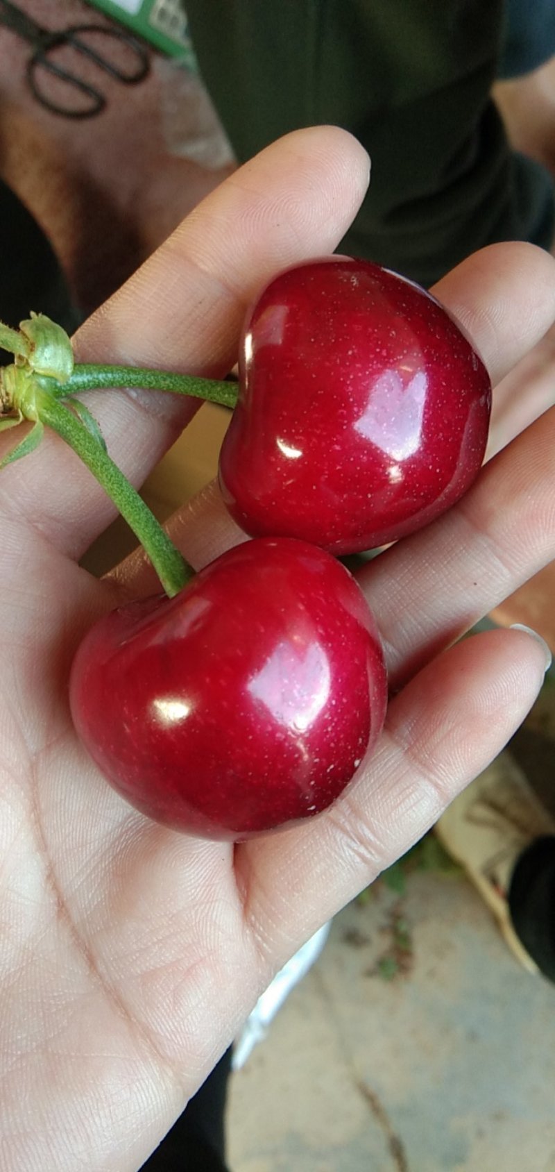 大量批发樱桃