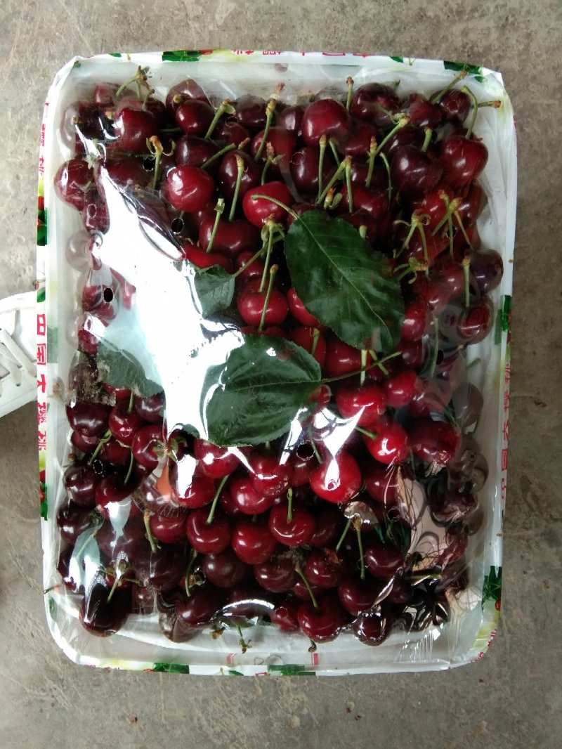 大量批发樱桃
